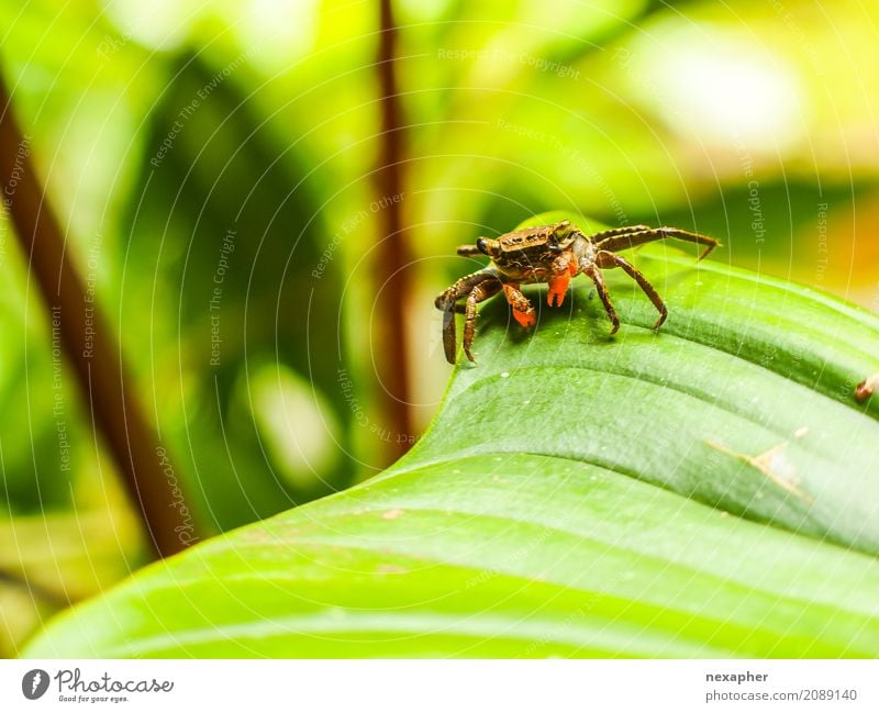 kleine Krabbe am Blatt hängen Natur Pflanze Tier Sonnenlicht Frühling Sommer exotisch Wald beobachten entdecken krabbeln warten natürlich grün selbstbewußt