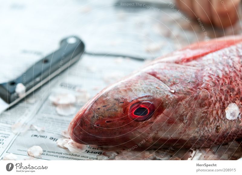 Schupp, schupp, schupp Fisch Messer Totes Tier Dorade 1 rot schwarz weiß Schuppen Vorbereitung Zeitung Farbfoto Außenaufnahme Textfreiraum links