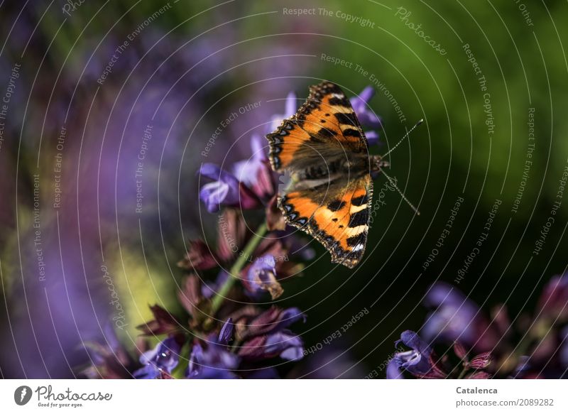 Kleiner Fuchs au Salbeiblüten Natur Pflanze Tier Sommer Schönes Wetter Blüte Nutzpflanze Garten Schmetterling 1 Blühend fliegen Fressen verblüht dehydrieren