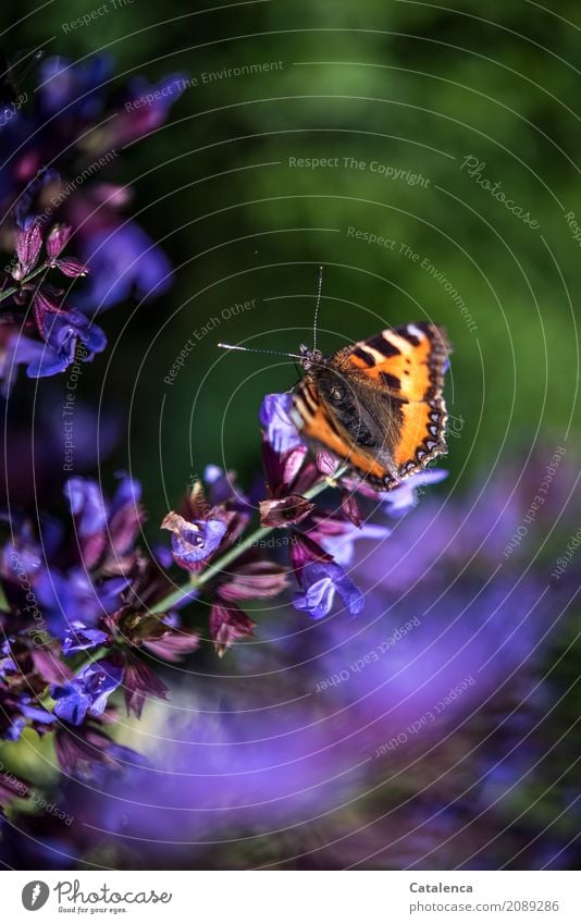 Sonnige Tage, Schmetterling auf Salbeiblüte Natur Pflanze Tier Sommer Blüte Salbeiblüten Garten Insekt Kleiner Fuchs 1 Blühend Duft fliegen Fressen ästhetisch