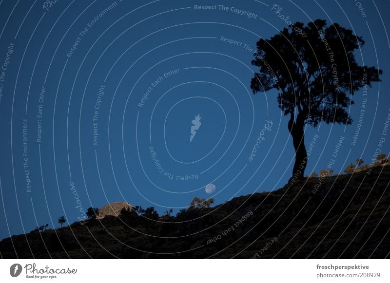 -36 grad Landschaft Urelemente Erde Nachthimmel Mond Baum Hügel Felsen Berge u. Gebirge simien mountains (äthiopien) Stein Stimmung Mondaufgang Farbfoto