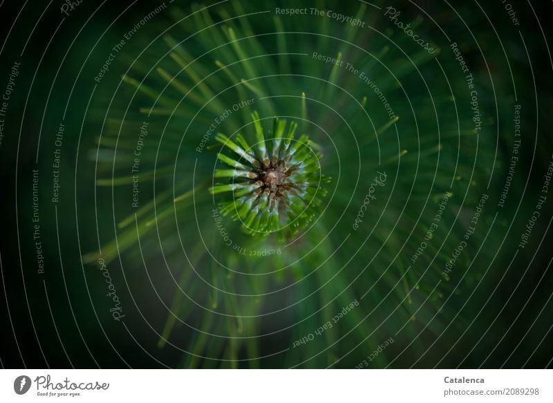 Emporwachsen, Kiefernzweig Natur Pflanze Frühling Baum Nadelbaum Kiefernadeln Wald Wachstum Duft braun grün schwarz Stimmung Kraft Hoffnung Energie Umwelt