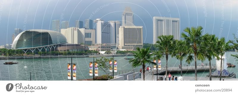 Palmen & Wolkenkratzer Sommer Allee traumhaft Urlaubsstimmung Stadt Meer Thailand Singapore Los Angeles Sonne exotisch Skyline blau Fluss Merlion