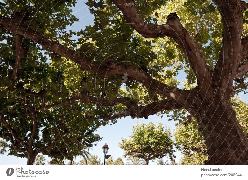 Platanisch Baum Platane grün Laterne Baumstamm Ast Baumrinde Farbfoto Gedeckte Farben Außenaufnahme Menschenleer Licht Kontrast Starke Tiefenschärfe