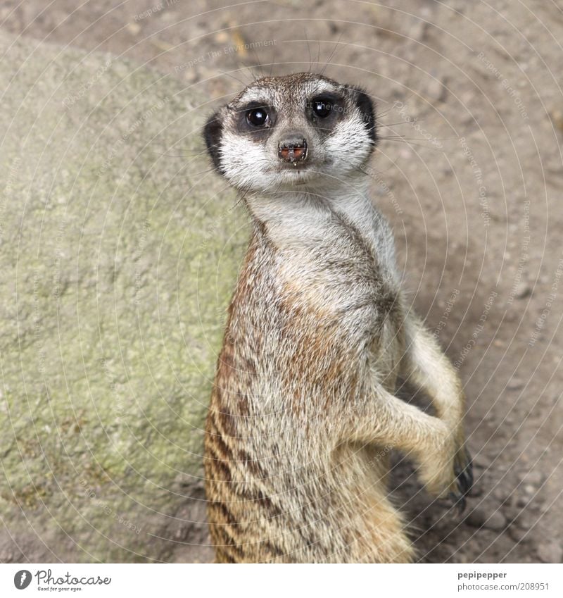 wie heißen eigentlich die erdmännchen-weibchen? Tier Wildtier Tiergesicht Krallen Pfote Zoo 1 füttern Blick frech listig braun grau Farbfoto Gedeckte Farben