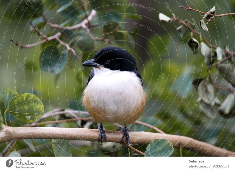 Southern Bou Bou Freiheit Safari Expedition Umwelt Natur Sommer Herbst Baum Blatt Ast Garten Park Tier Wildtier Vogel Tiergesicht 1 nah natürlich Ornithologie