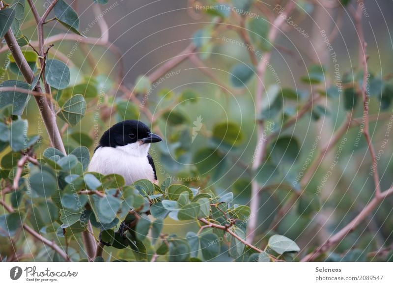 Päuschen Wohlgefühl Zufriedenheit Freiheit Umwelt Natur Frühling Sommer Sträucher Blatt Garten Park Tier Wildtier Vogel Tiergesicht 1 beobachten frei klein nah