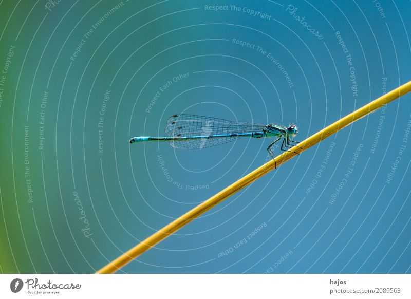 Hufeisen-Azurjungfer, Coenagrion puella Leben Umwelt Natur Tier Wasser Teich Wildtier sitzen blau Umweltschutz Becher Azurjungfer Libelle Insekt Rohrkolben