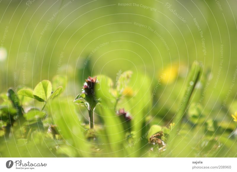 käferperspektive Umwelt Natur Pflanze Frühling Gras Grünpflanze Rasen grün Perspektive Farbfoto Außenaufnahme Nahaufnahme Makroaufnahme Textfreiraum oben Tag