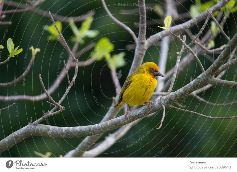 Weberlein Ferien & Urlaub & Reisen Tourismus Ferne Freiheit Umwelt Natur Pflanze Ast Garten Park Tier Wildtier Vogel Tiergesicht Webervogel 1 frei nah natürlich