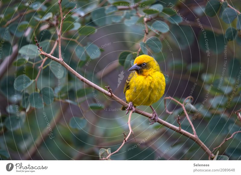 Skepsis Ferne Freiheit Umwelt Natur Frühling Sommer Pflanze Baum Sträucher Blatt Geäst Tier Wildtier Vogel Tiergesicht Webervogel 1 beobachten frei klein nah