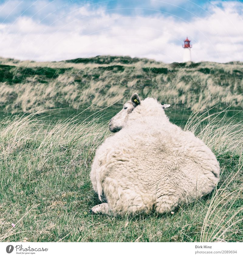 Lister Schaf Strand Meer Insel Umwelt Natur Himmel Wolken Gras Grünpflanze Wildpflanze Wiese Küste Nordsee Tier Nutztier 1 maritim natürlich weich Tourismus