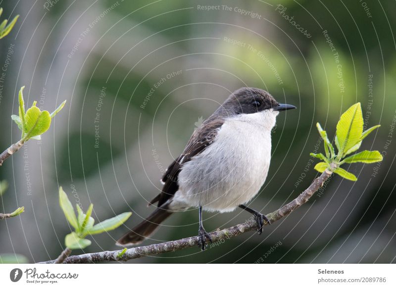 Südlicher Fiskalwürger Ausflug Ferne Freiheit Umwelt Natur Frühling Pflanze Baum Sträucher Blatt Ast Garten Park Wald Tier Wildtier Vogel Tiergesicht 1