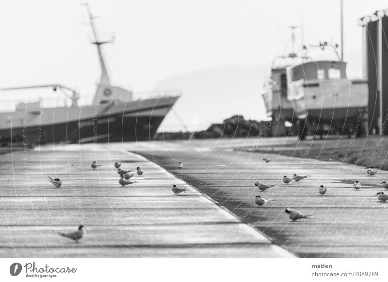 Seeschwalben Straße Schifffahrt Fischerboot Motorboot Hafen Tier Vogel Schwarm niedlich Frühling Island Westfjord Schwarzweißfoto Außenaufnahme Menschenleer