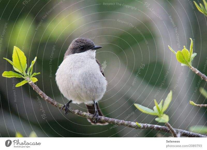 common Fiscal Ausflug Ferne Freiheit Umwelt Natur Frühling Sommer Schönes Wetter Pflanze Baum Blatt Garten Park Tier Wildtier Vogel Tiergesicht Fiskalwürger 1