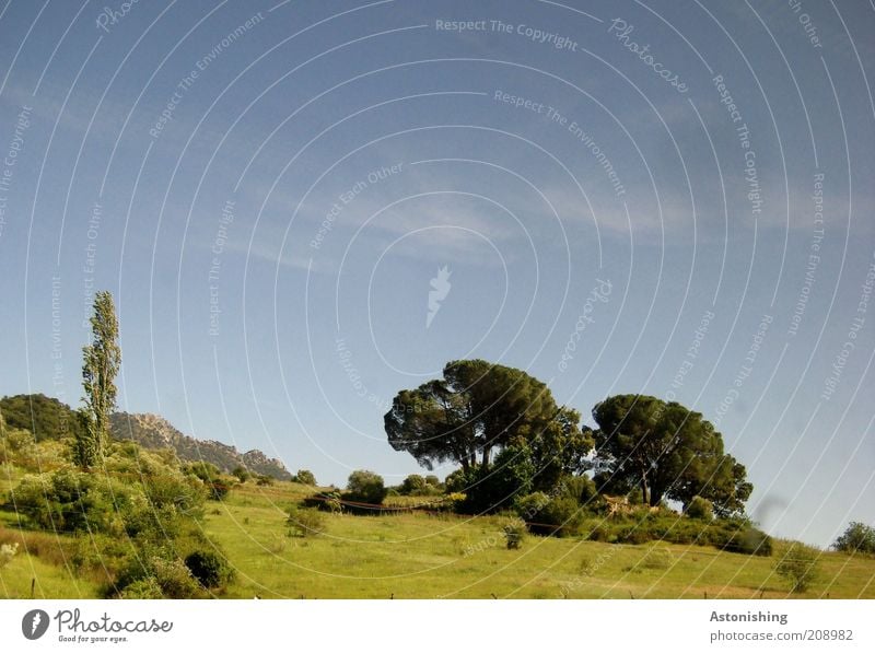 drüben am Hügel Umwelt Natur Landschaft Pflanze Erde Himmel Sommer Schönes Wetter Baum Gras Sträucher Grünpflanze Wildpflanze Wiese Wald blau grün Spanien ruhig