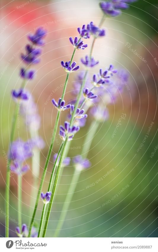 Violetter Lavendel vor unscharfem Hintergrund mit Grün und Rot Frühling Sommer Pflanze Blume Blüte Garten Park Duft grün violett rot Lavandula angustifolia