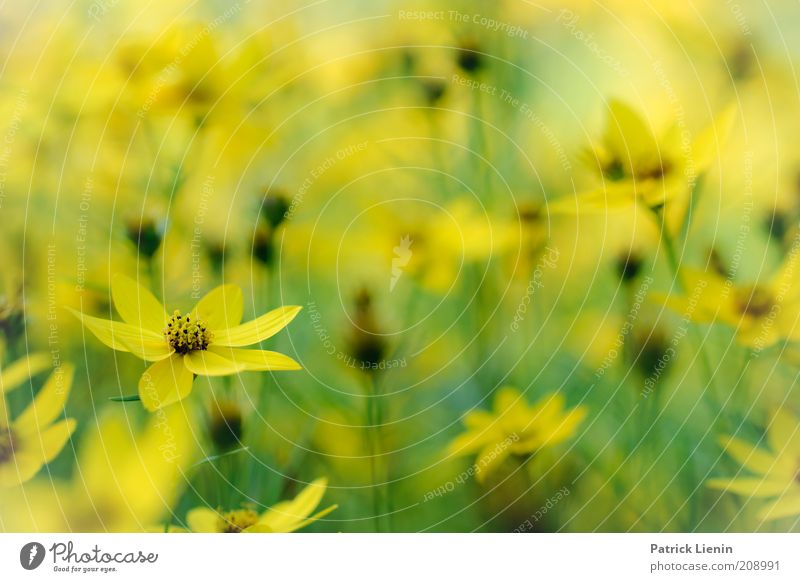 zartgelb Umwelt Natur Landschaft Pflanze Sommer Wiese ästhetisch elegant Freundlichkeit frisch Unendlichkeit Stimmung Freude Zufriedenheit Lebensfreude