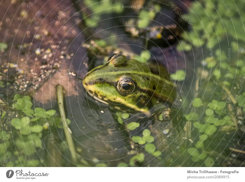 Frosch im Wasser Umwelt Natur Tier Sonne Sonnenlicht Schönes Wetter Pflanze Grünpflanze Wildpflanze Teich See Wildtier Tiergesicht Wasserfrosch Froschauge 1