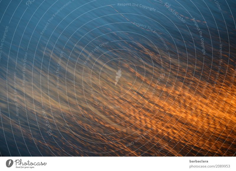 Doppeldeutigkeiten l Goldener Oktober Feste & Feiern Sonnenlicht Glas Linie Sternschnuppe leuchten außergewöhnlich glänzend blau Stimmung Bewegung Energie