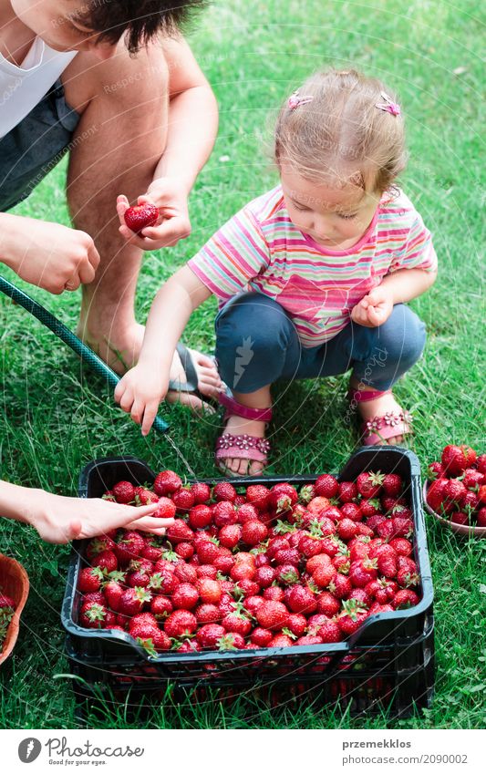 Geschwister, die Erdbeeren frisch ausgewählt in einem Garten waschen Frucht Sommer Kind Mädchen Junge Familie & Verwandtschaft 2 Mensch Natur natürlich saftig