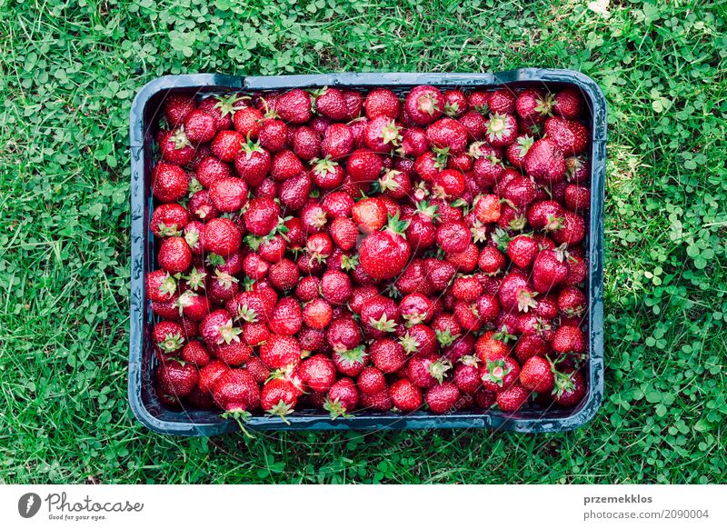 Obenliegender Schuss von frisch ausgewählten Erdbeeren in einem Kasten Lebensmittel Frucht Sommer Garten Natur natürlich oben saftig grün rot Beeren Bauernhof