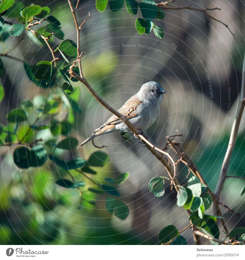 Spatzilein, du musst nicht traurig sein Ausflug Ferne Freiheit Sommer Umwelt Natur Schönes Wetter Pflanze Baum Sträucher Blatt Garten Park Tier Wildtier Vogel