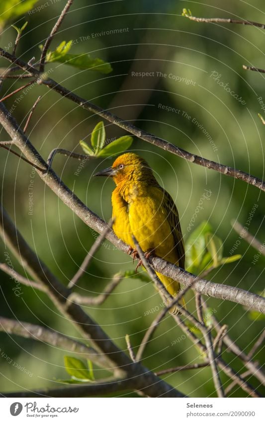 im goldenen Licht Ferne Freiheit Umwelt Natur Frühling Schönes Wetter Pflanze Baum Blatt Garten Park Tier Wildtier Vogel Tiergesicht Webervogel 1 natürlich