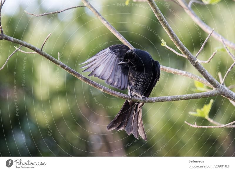 Psst. Ich bin Batman. Ausflug Ferne Freiheit Sommer Umwelt Natur Frühling Schönes Wetter Pflanze Baum Garten Park Wald Tier Wildtier Vogel Tiergesicht Flügel