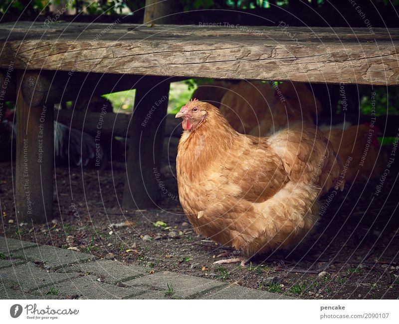 eine sichere bank Urelemente Erde Garten Park Tier Haustier Nutztier Vogel 1 authentisch Freundlichkeit gut natürlich seriös feminin Haushuhn Bank Sicherheit