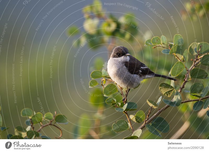 Pieps Freiheit Expedition Umwelt Natur Schönes Wetter Pflanze Baum Sträucher Blatt Garten Park Tier Wildtier Vogel Tiergesicht 1 klein nah natürlich