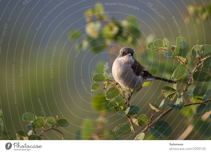 Genuss der letzten Abendsonne Ferne Freiheit Umwelt Natur Frühling Sommer Pflanze Sträucher Blatt Ast Garten Park Tier Wildtier Vogel Tiergesicht Fiskalwürger 1