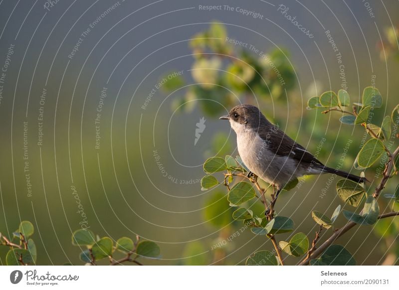 Beobachtungsplatz Abenteuer Ferne Freiheit Sommer Umwelt Natur Frühling Schönes Wetter Pflanze Baum Sträucher Blatt Garten Park Tier Wildtier Vogel Fiskalwürger