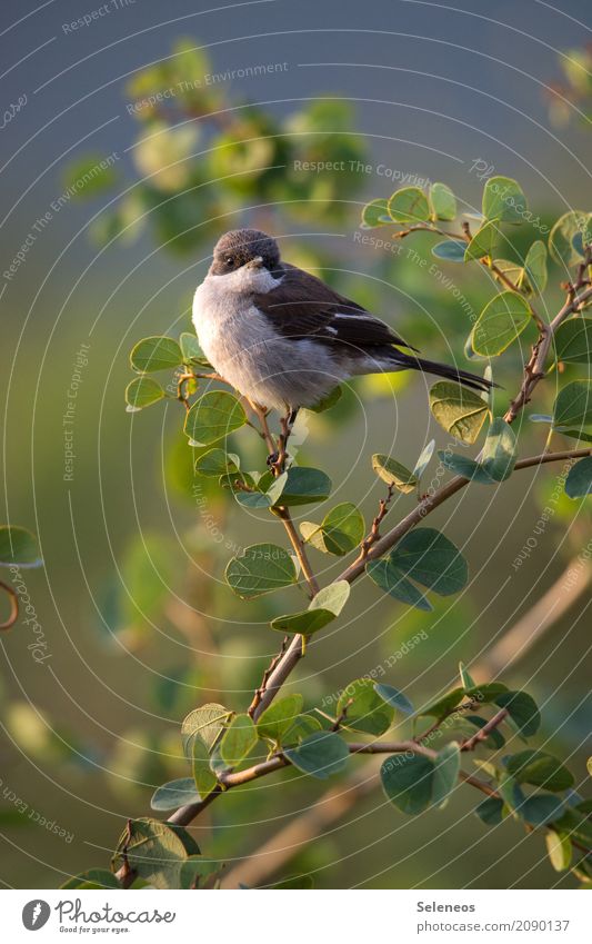 Sonne auf den Bauch scheinen lassen Ferne Freiheit Sommer Umwelt Natur Pflanze Baum Sträucher Blatt Garten Park Tier Wildtier Vogel 1 klein nah natürlich