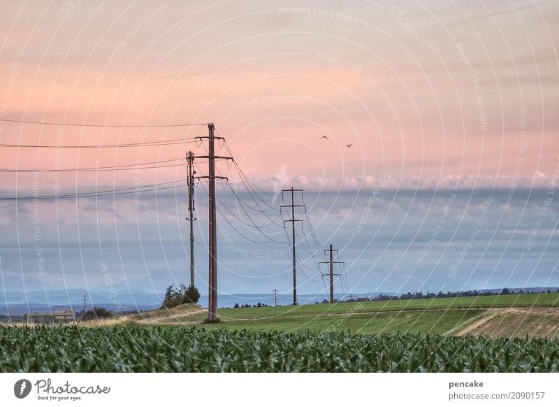 schweiz side of life Kabel Technik & Technologie Natur Landschaft Urelemente Erde Himmel Sommer Pflanze Nutzpflanze schön Schweiz Strommast Feld Landwirtschaft