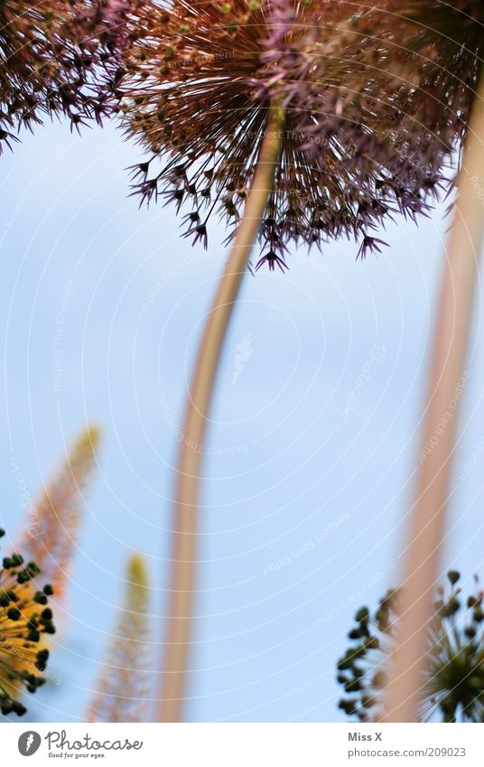 high Sommer Pflanze Blume Blüte Blühend Wachstum Duft gigantisch hoch Natur Stengel Farbfoto Außenaufnahme Nahaufnahme Menschenleer Schwache Tiefenschärfe