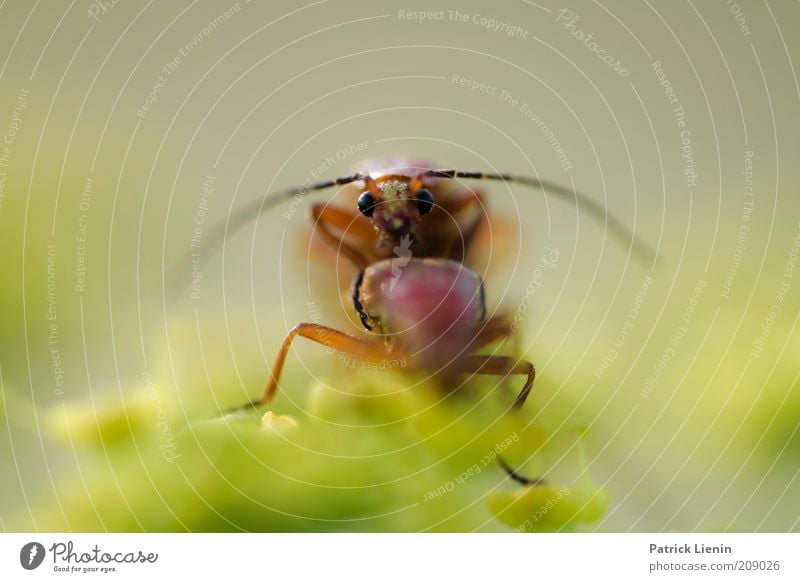 do not disturb! Umwelt Natur Pflanze Tier Luft Sommer Blume Wiese Wildtier Käfer Tiergesicht 2 Tierpaar Gefühle Stimmung Tierliebe Blick Fühler liegen