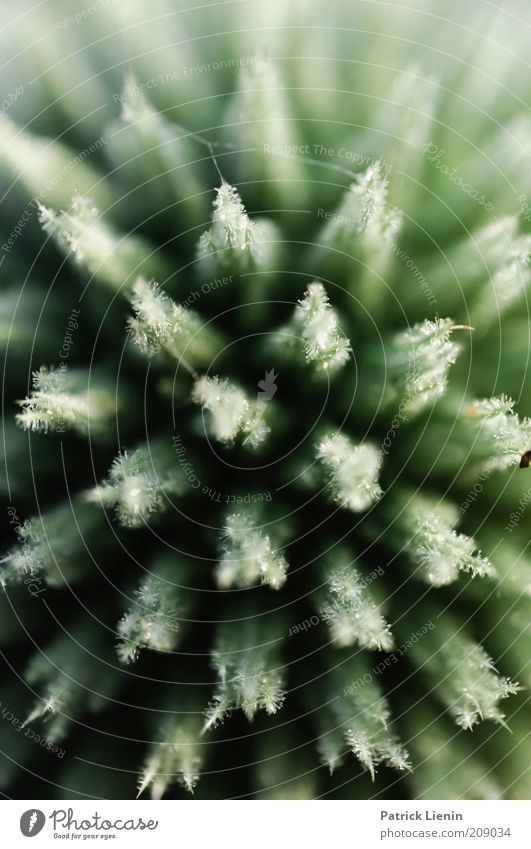 stacheliges Ding Umwelt Natur Pflanze Sommer Blume Blüte Wildpflanze entdecken eckig exotisch groß nah Distel tief Licht Farbfoto Detailaufnahme Makroaufnahme