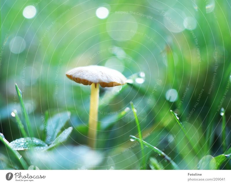 Und noch 'n Pilz Umwelt Natur Pflanze Urelemente Erde Wasser Wassertropfen Sommer Gras hell nass natürlich braun grün Pilzhut Lamelle Giftpilz Farbfoto