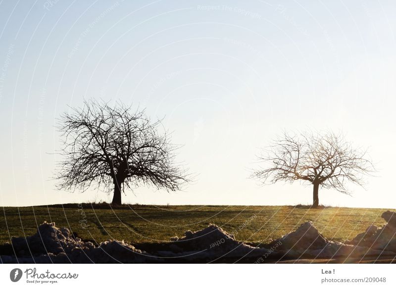 Schneereste Landschaft Himmel Winter Baum Feld kalt Ferne Farbfoto Außenaufnahme Menschenleer Tag 2 kahl Sonnenlicht schmelzen Blauer Himmel Schönes Wetter