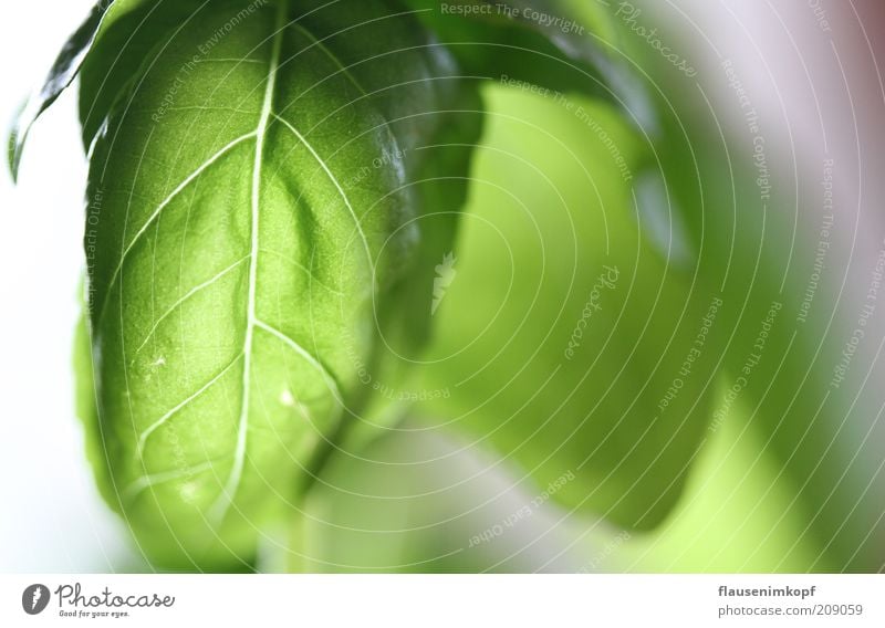 Wege des Lichts Lebensmittel Kräuter & Gewürze Pflanze Blatt Grünpflanze grün Basilikum leuchten Küchenkräuter Farbfoto Innenaufnahme Menschenleer Gegenlicht