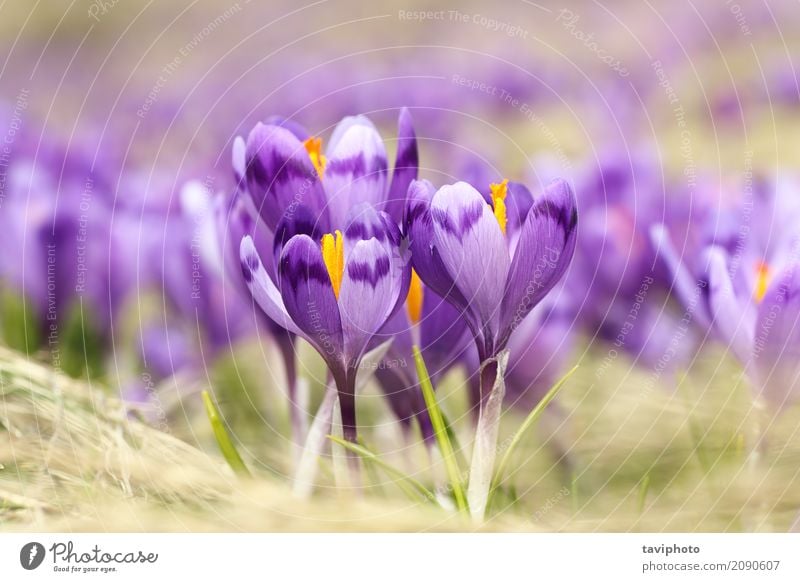 Nahaufnahme der wilden Safranblumen schön Berge u. Gebirge Garten Ostern Natur Landschaft Pflanze Frühling Blume Gras Blüte Wiese Wachstum hell natürlich blau