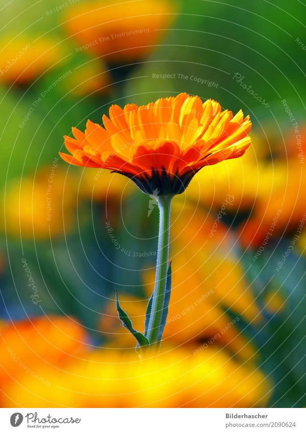 Kräftigbunt Ringelblume Gartenpflanzen Heilpflanzen Blütenstauden Blütenblatt Blumenwiese Alternativmedizin orange Sommerblumen Korbblütengewächs Teepflanze