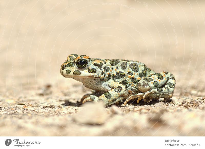 Bild in voller Länge der europäischen grünen Kröte Garten Jugendliche Umwelt Natur Tier Leder sitzen frech klein natürlich niedlich schleimig wild Unke Frosch