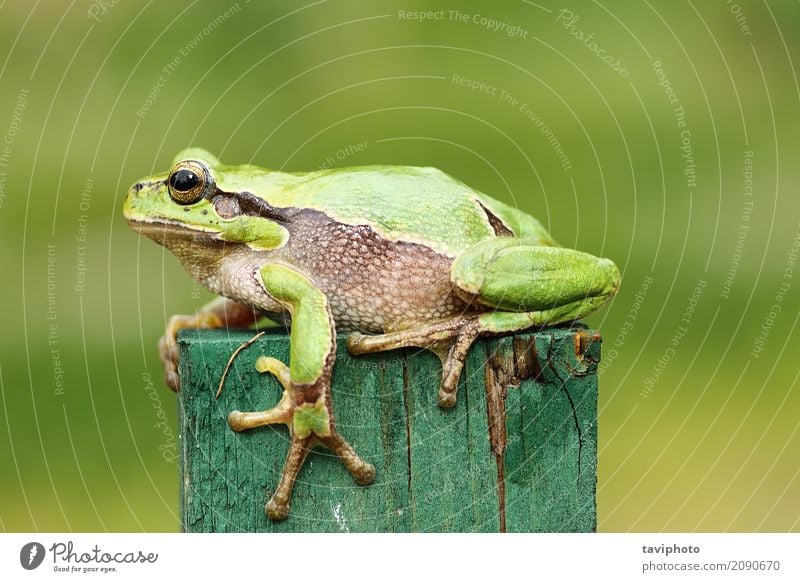 grüner Baumfrosch nah oben schön Garten Erwachsene Natur Tier Frühling Wald Haustier beobachten klein lustig natürlich niedlich wild Farbe Frosch Unke Hyla