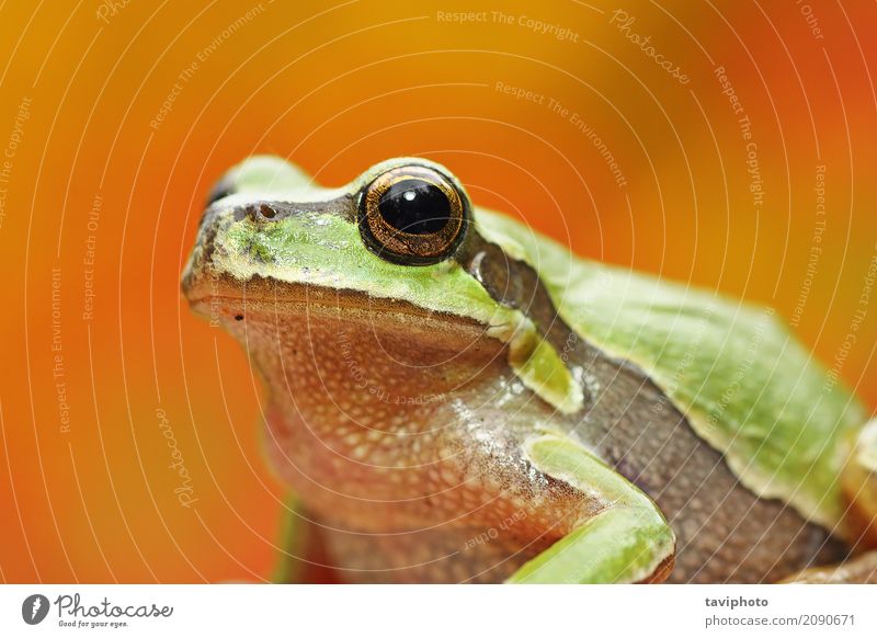 grünes Baumfroschporträt über buntem Hintergrund schön Erwachsene Umwelt Natur Tier klein lustig nass natürlich niedlich wild Farbe Hyla Arborea Frosch