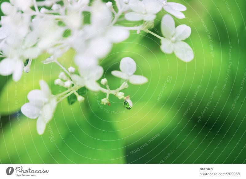 Tropfenfänger Duft Natur Pflanze Wassertropfen Frühling Sommer Blume Sträucher Blüte Hortensienblüte Sommerblumen Blühend frisch nass schön grün weiß ästhetisch