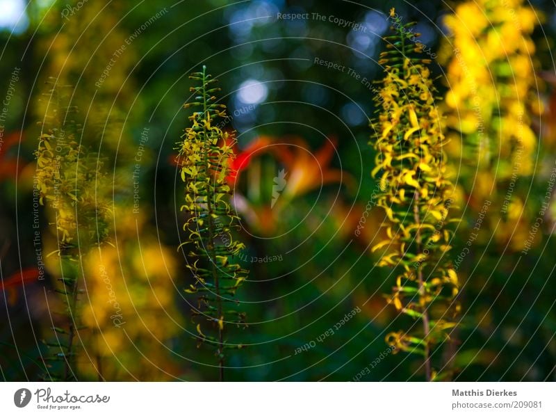 Botanischer Garten Umwelt Natur Pflanze Sommer Gras Sträucher Grünpflanze Wildpflanze exotisch ästhetisch Duft elegant fantastisch frisch glänzend schön