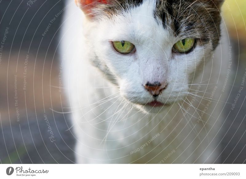 Katzenblick Tier Haustier Tiergesicht 1 authentisch Coolness schön natürlich grau weiß Wachsamkeit Neugier heimisch anschauend Säugetier Starrer Blick