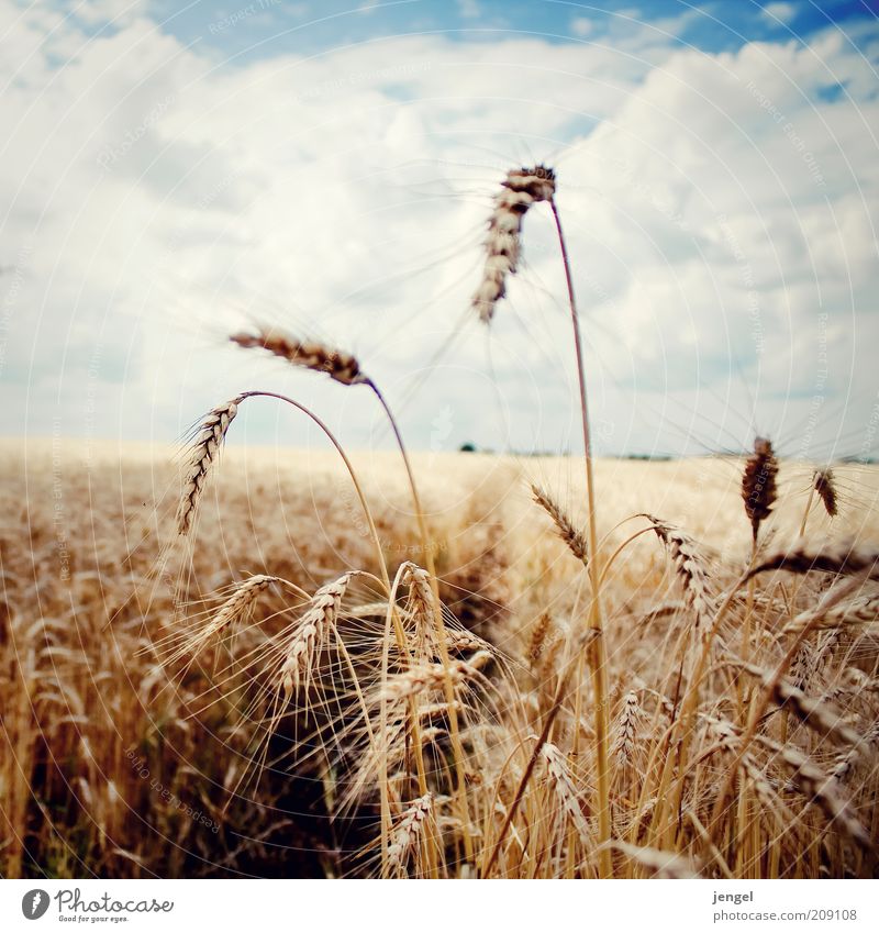 yellow field Getreide Sommer Umwelt Natur Landschaft Himmel Wolken Sonnenlicht Schönes Wetter Feld Farbe genießen Horizont Idylle Brandenburg Kornfeld Farbfoto